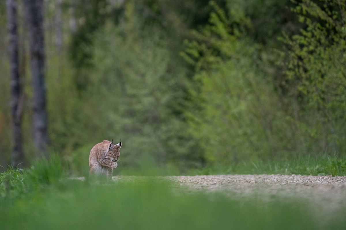 Ilves